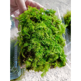rêu trắc bá trang trí bán cạn terarium