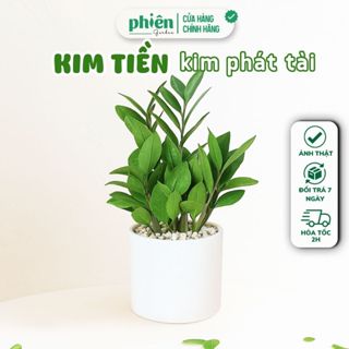 Chậu Cây Kim Tiền - Kim Phát Tài Để Bàn Kèm Chậu Gốm Tráng Men Trang Trí Vườn