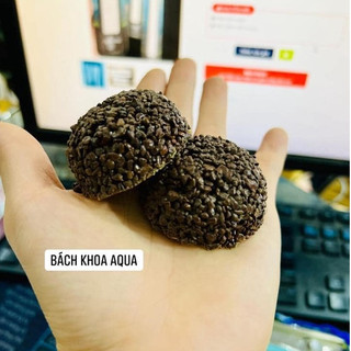 Cầu nham thạch 6cm – Giá thể vi sinh hồ cá cảnh, lọc nước hiệu quả