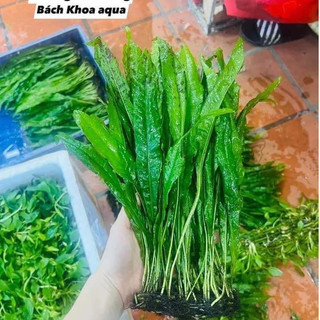 Cây thủy sinh - DƯƠNG XỈ THƯỜNG