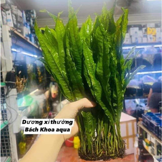 Cây thủy sinh - DƯƠNG XỈ THƯỜNG