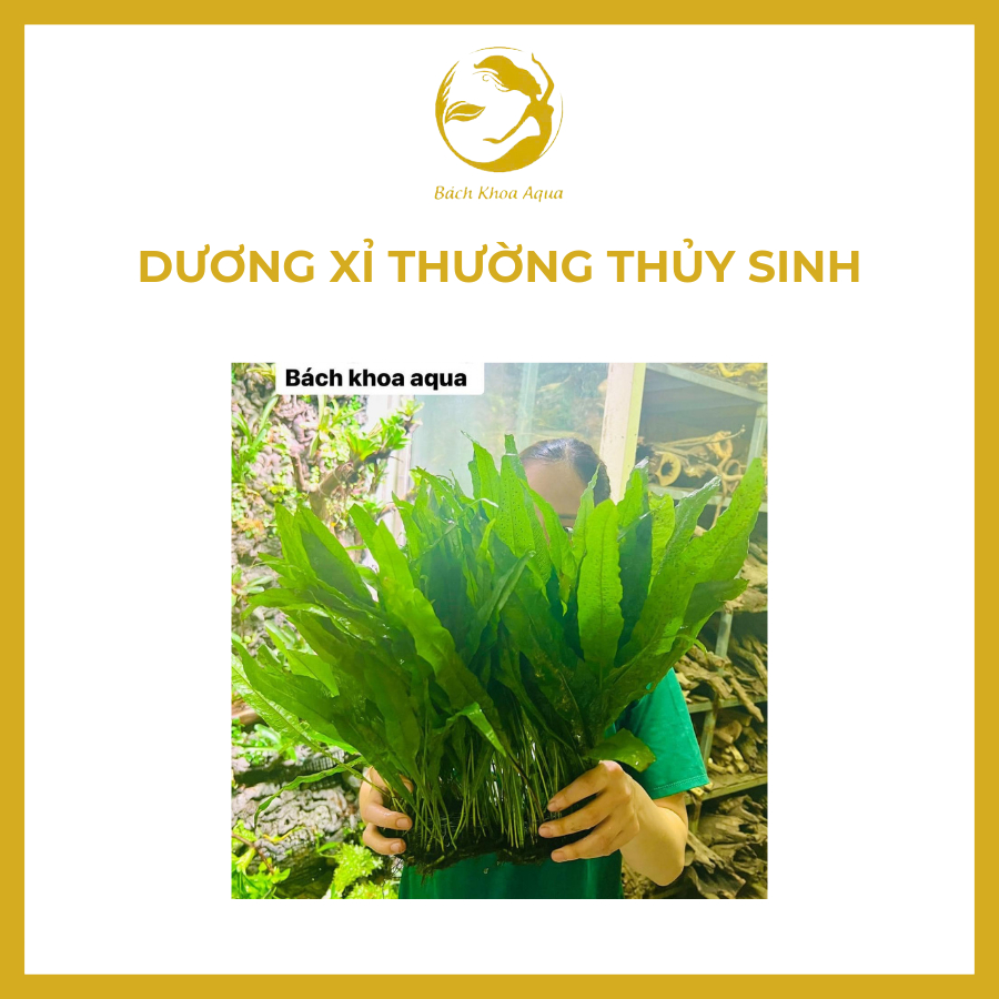 Cây thủy sinh - DƯƠNG XỈ THƯỜNG