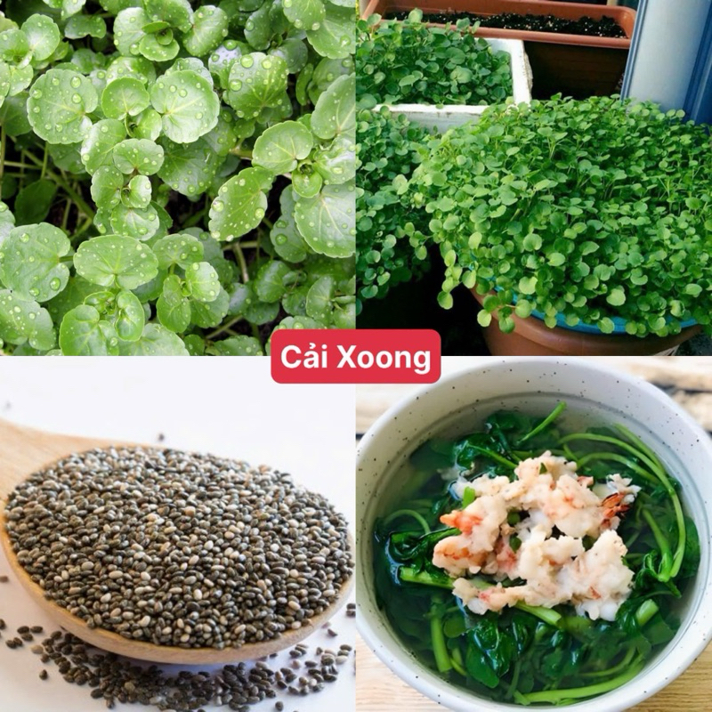 Hạt Giống Rau Cải Xoong Chuẩn F1 dễ trồng, năng suất, dinh dưỡng cao (Gói 500 hạt)