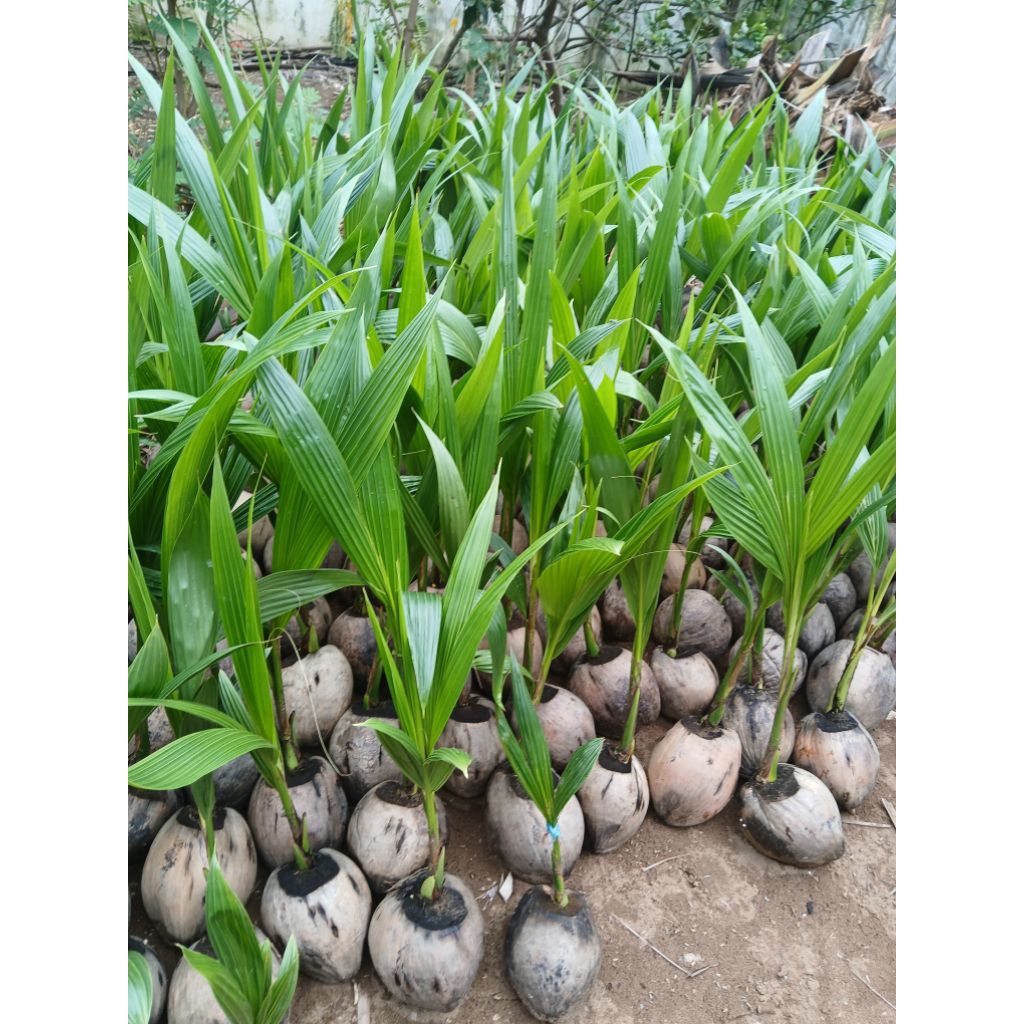 Dừa xiêm xanh lùn