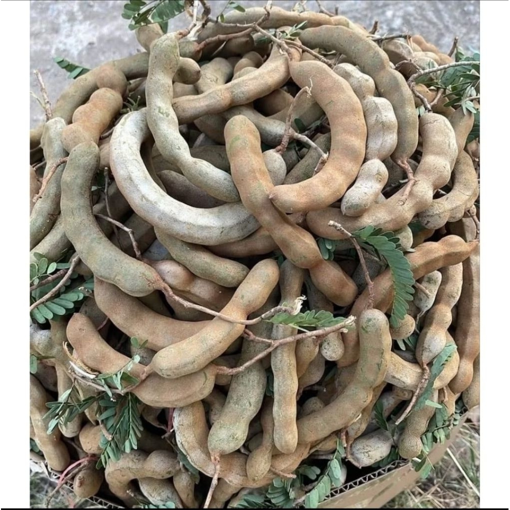 Combo 2kg quả me chua xanh nhà trồng