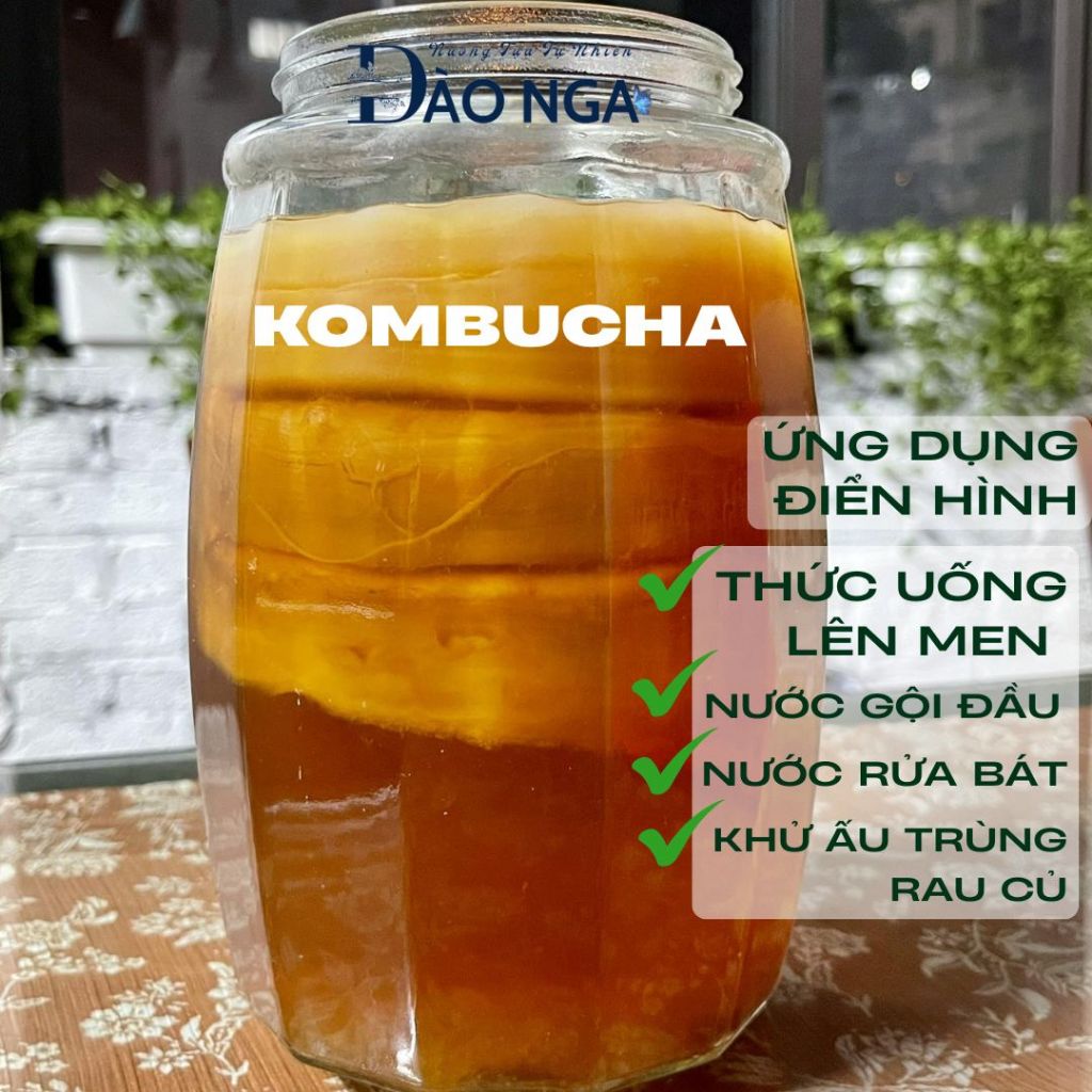 kombucha lên men tấm scoby men cái, nấm nước kefir dừa