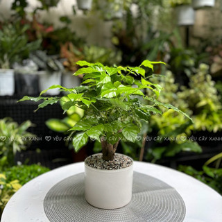 Cây Hạnh Phúc size để bàn kèm chậu gốm (nắng vừa)