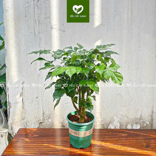 Cây Hạnh Phúc size để bàn kèm chậu gốm (nắng vừa)