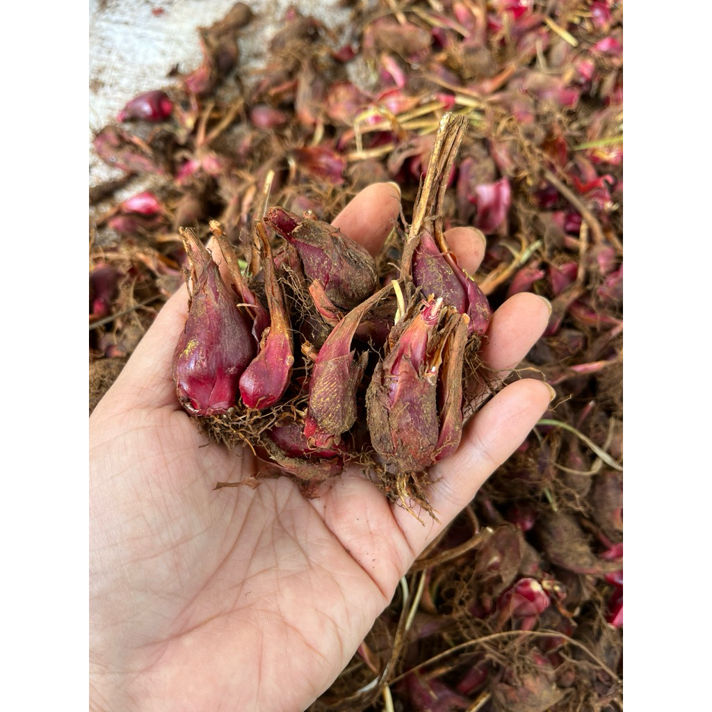 1kg(2-300 củ) Củ giống sâm đại hành