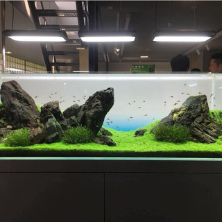 Decal 3D trang trí bể cá - Hình nền hồ cá cảnh sống động, đẹp mắt