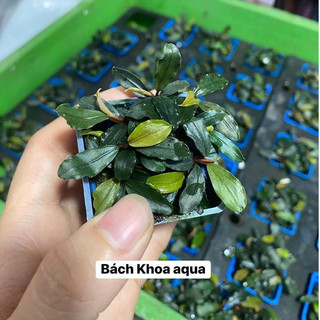 Cây Thủy Sinh Bucep xanh