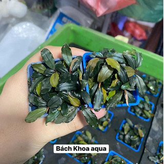 Cây Thủy Sinh Bucep xanh