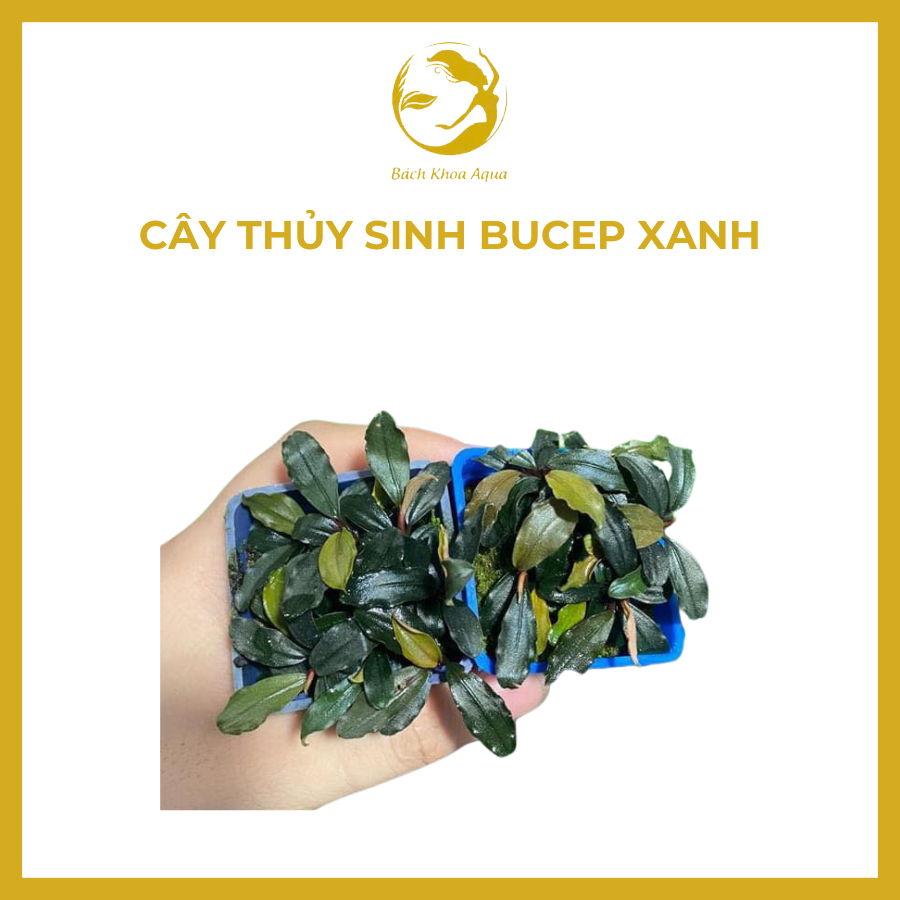 Cây Thủy Sinh Bucep xanh