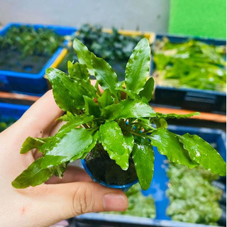 Cây thủy sinh - Tiêu Thảo Xanh
