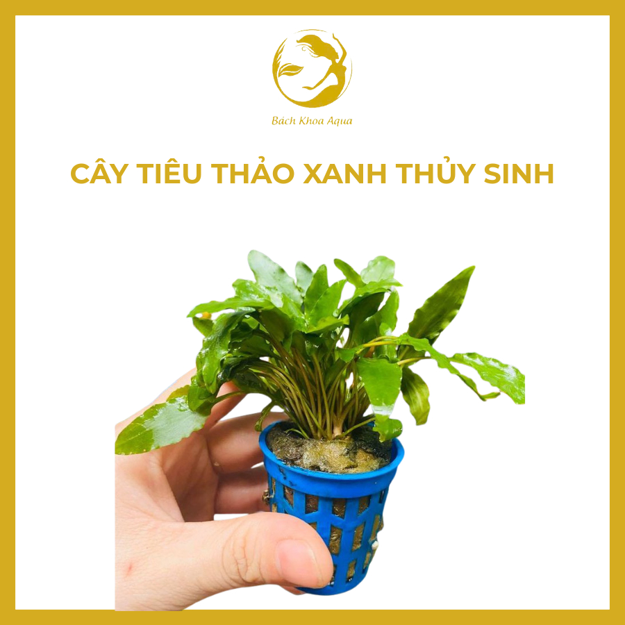 Cây thủy sinh - Tiêu Thảo Xanh