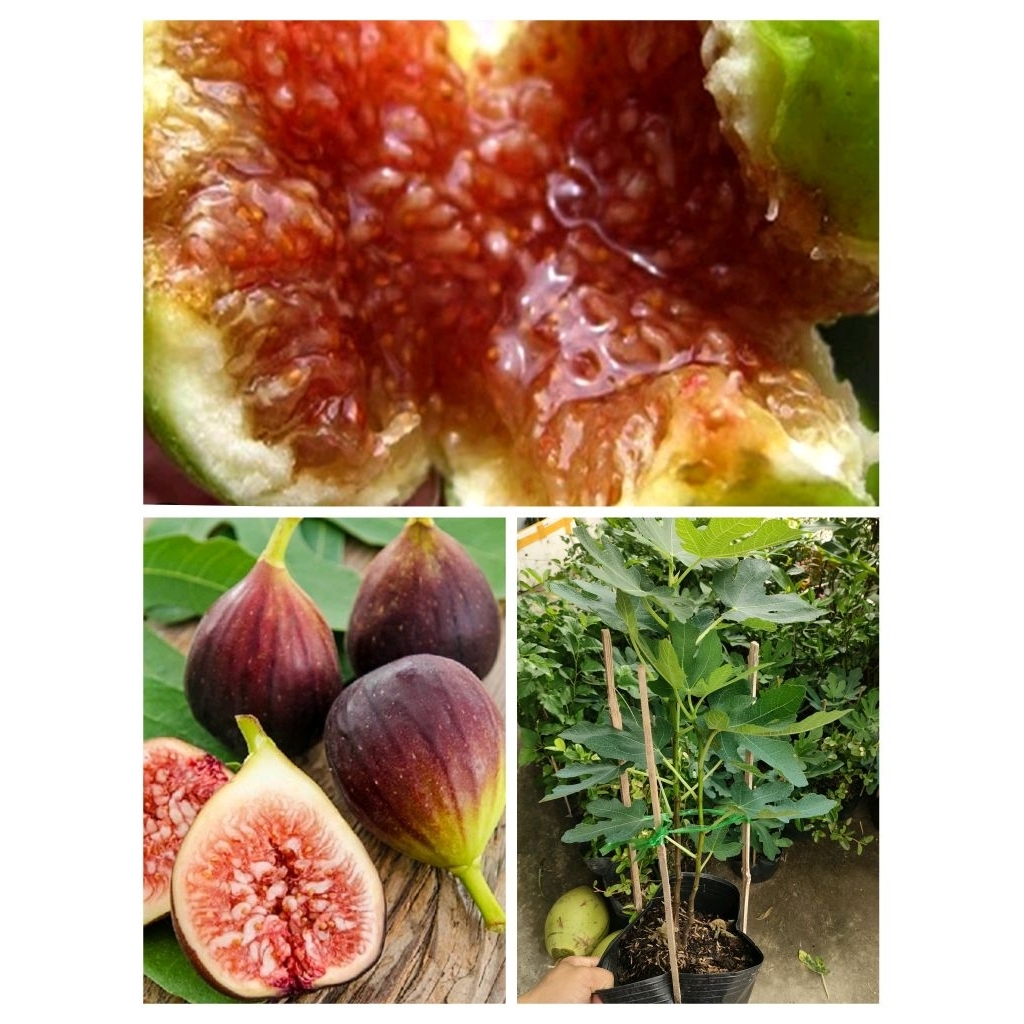 Chậu cây giống Sung Mỹ ( đang chưa trái )