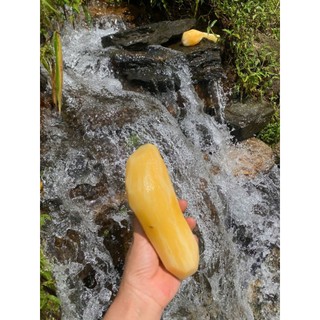  combo 5kg khoai sâm đất y tí sz 7-10 củ 