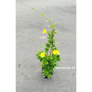 (VHST giao trong ngày) CÂY HOA HUỲNH ĐỆ lá lớn, hoa vàng, leo.