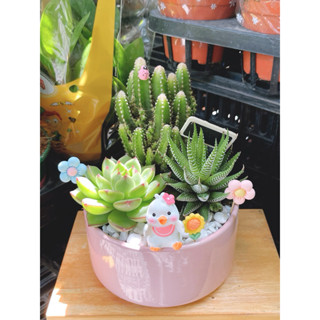 Hoả Tốc – Chậu cây Sen Đá Xương Rồng Mix Mini Đẹp | Quà Tặng Sinh Nhật, Để Bàn, Trang Trí Không Gian Sống