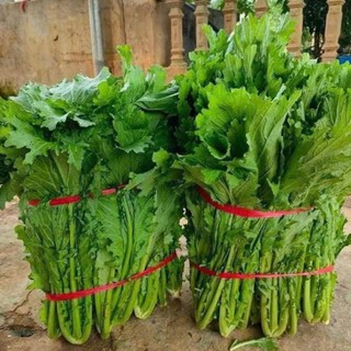 Hạt Giống Rau Cải Mèo Đặc Sản Tây Bắc 10g khoảng 4000 hạt – Ngon Giòn Ngọt Dễ Trồng – Nảy Mầm Cao