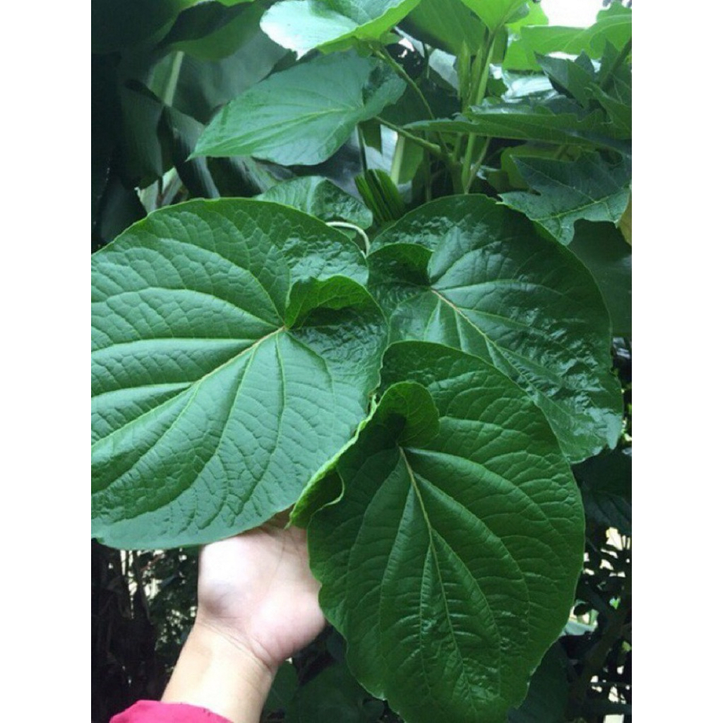 Cây xá xị - Gia vị Tây Bắc - Làm sốt, quấn thịt nướng - Cây ưa nắng thơm mùi xá xị nguyên liệu nấu n