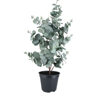  Combo 2 Chậu cây Đô la lá bạc   Sillverdollar  - cây khuynh diệp bạch đàn cảnh - Cây tinh dầu mang hương thơm - Ưa nắng 