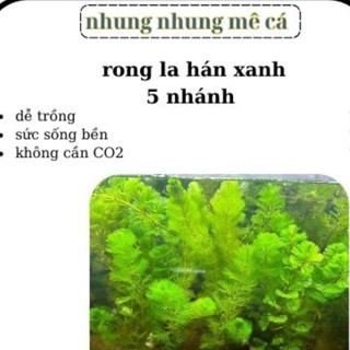  5 nhánh rong la hán xanh   KHÔNG ĐẾ   - cây thủy sinh trang trí bể thủy sinh 
