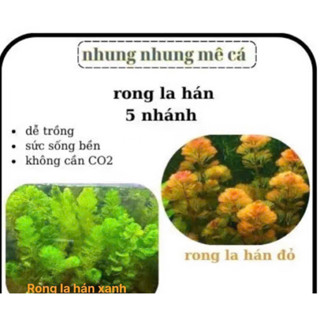 5 nhánh rong lá hán - trang trí - lọc nước cho bể cá cảnh thủy sinh , cây thuỷ sinh dễ trồng không C02