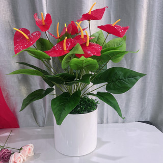 Chậu hoa hồng môn đỏ cao 70cm trang trí nhà cửa, chậu đường kính 20cm cắm sẵn.