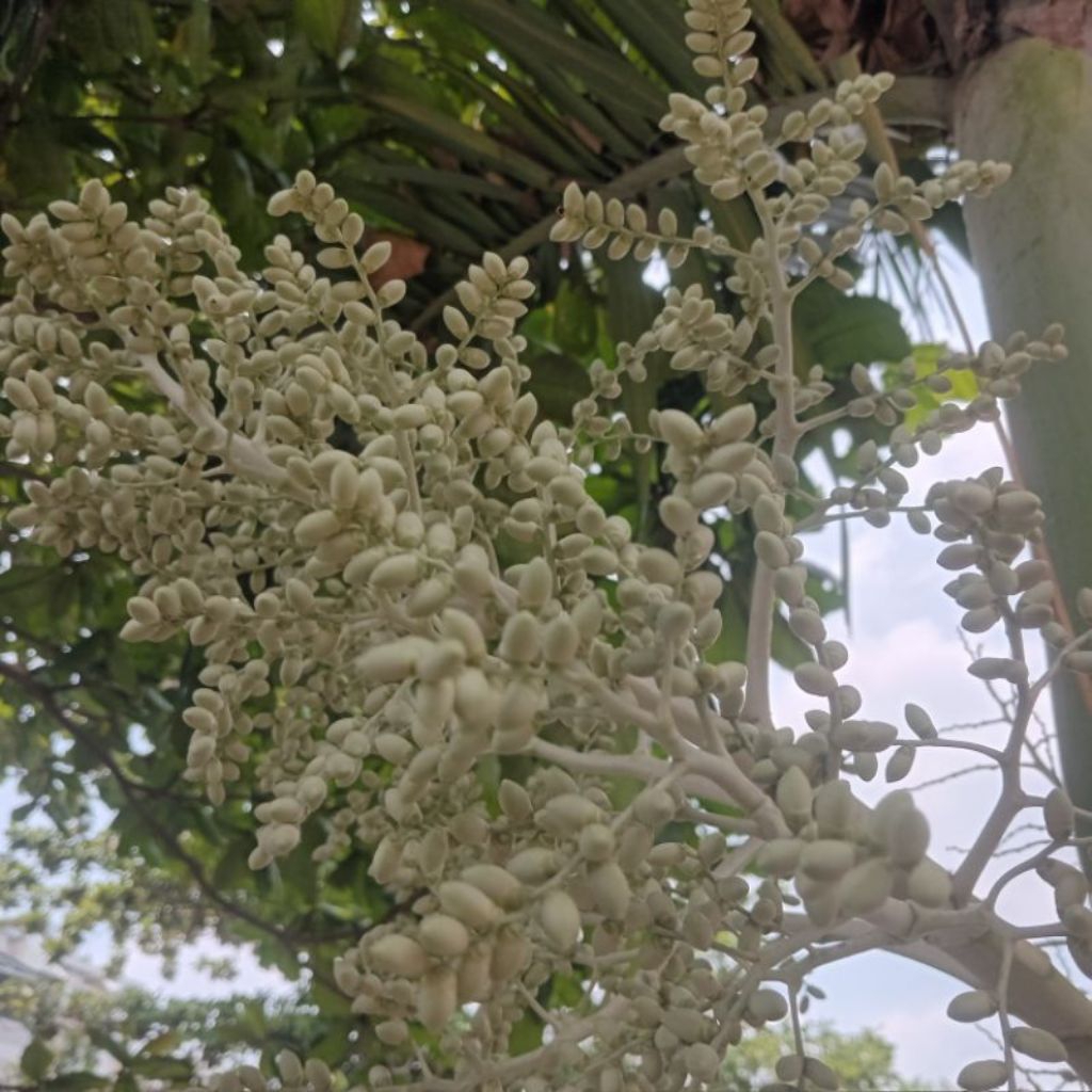 Hoa cau tươi.Hoa cau non.1 buồng 44 ngàn,hàng có sẵn khách đặt mình mới hái