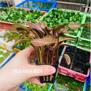 Cây thủy sinh - Tiêu thảo Lagendra