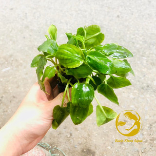 Cây thủy sinh - Tiêu thảo Lagendra
