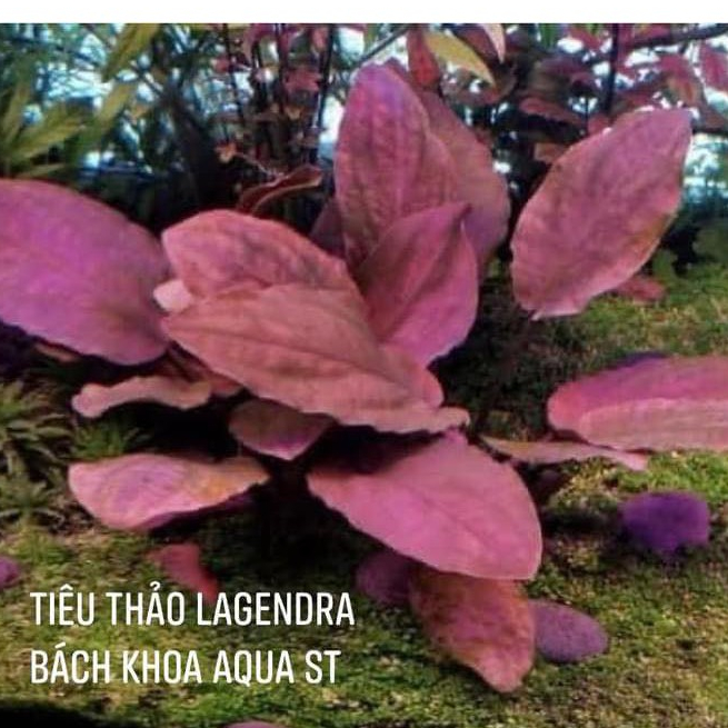 Cây thủy sinh - Tiêu thảo Lagendra