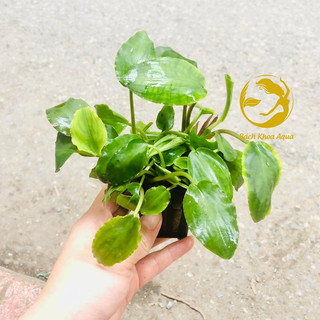 Cây thủy sinh - Tiêu thảo Lagendra