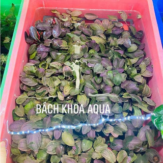 Cây thủy sinh - Tiêu thảo Lagendra