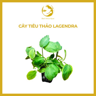 Cây thủy sinh - Tiêu thảo Lagendra