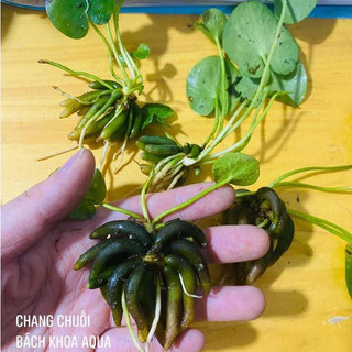 Cây Chang Chuối thủy sinh