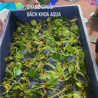 Cây Chang Chuối thủy sinh