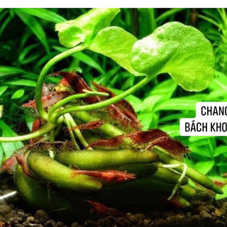Cây Chang Chuối thủy sinh