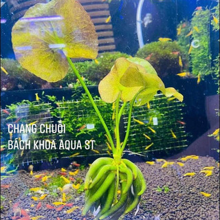Cây Chang Chuối thủy sinh