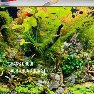 Cây Chang Chuối thủy sinh