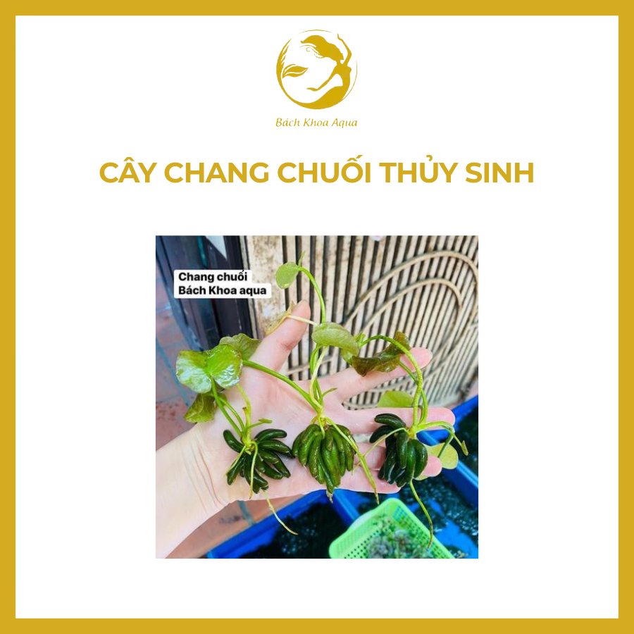 Cây Chang Chuối thủy sinh