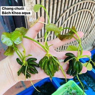 Cây Chang Chuối thủy sinh
