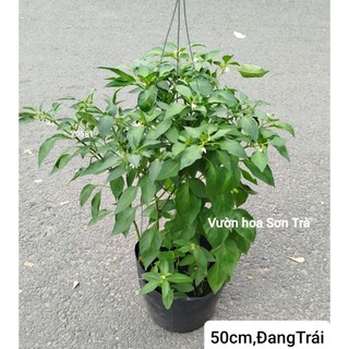 (VHST giao trong ngày) CÂY ỚT SỪNG VN đang trái.
