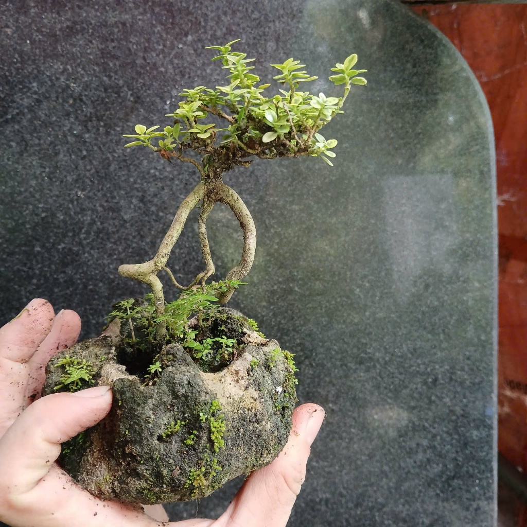 Cây sam hương lá 2 màu var tiểu cảnh mini
