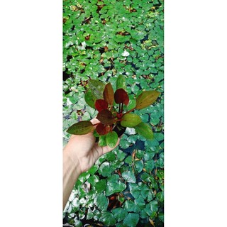 bách thủy tiên socola. (lan nước lá tím)