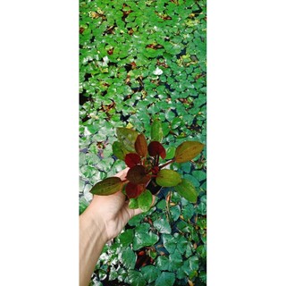 bách thủy tiên socola. (lan nước lá tím)