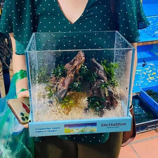 Bể siêu trong 23x15x22cm - Bể kính đẹp, siêu trong