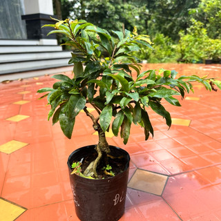   Ra hoa tết  Cây mai đại lộc  24 cánh  - bonsai gốc ghép đẹp say hoa  1 cây  