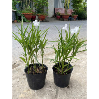 Chậu nhựa mềm  chiều tím - chiều hồng -chiều trắng